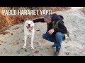 DOGO ARGENTİNO PABLOYU FİRAR ETTİĞİNE PİŞMAN ETTİM