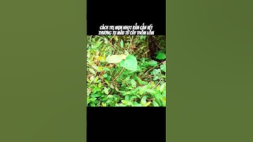 cây thồm lồm trị thương mụn nhọt rắn cắn