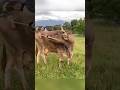 his Cow Just Joined the “Tool User” Club #animals #cow #shorts