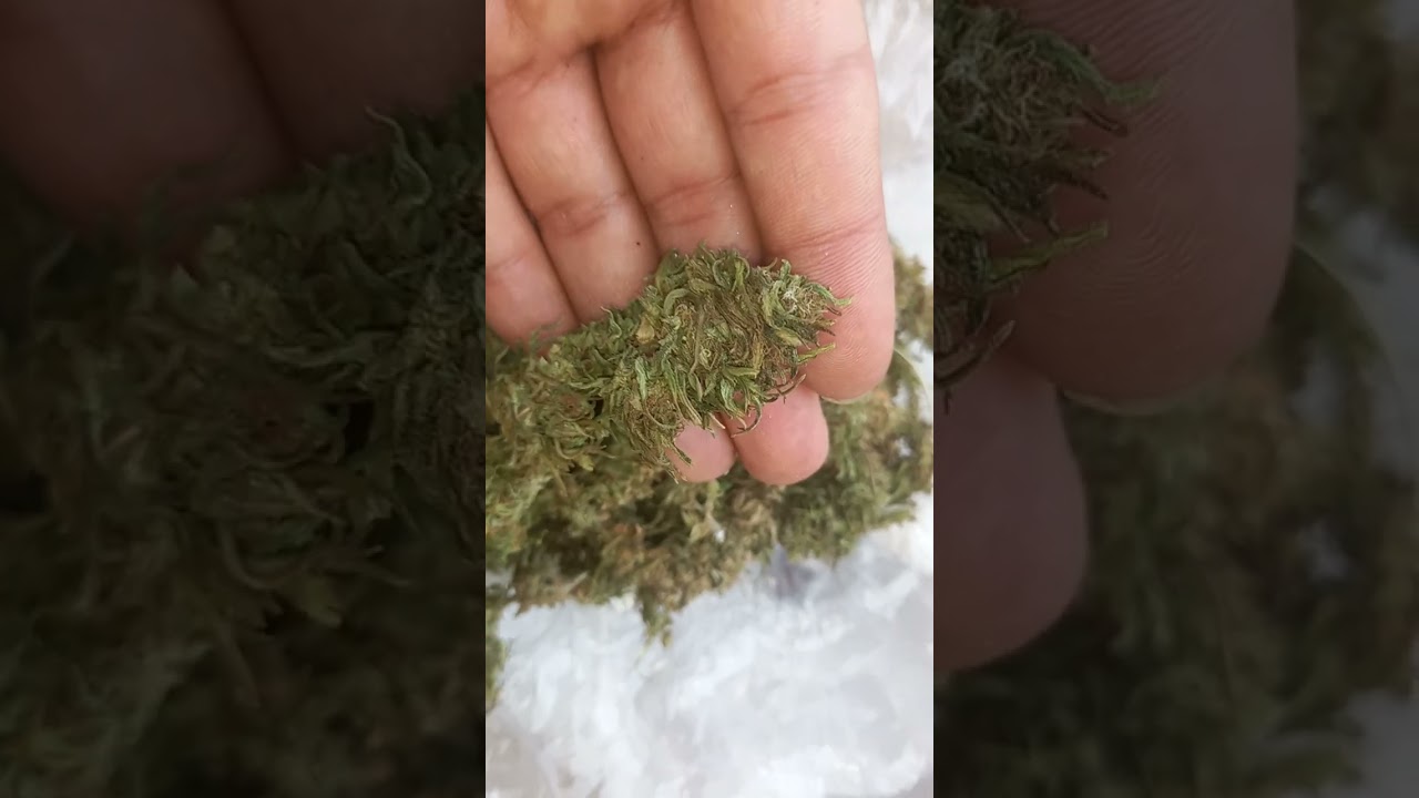 qureni ko mall legalize cannabis Nepal jay sambhoo peace ✌️ 