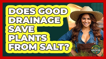 Does Good Drainage Save Plants From Salt?