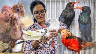 இதுவரை பார்த்திராத அரிய வகை Exotic Birds