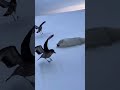 Arctic Chaos: Fox vs. Aggressive Skua Swarm! 🦊🦅❄️