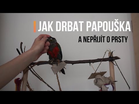 Video: Jak Identifikovat ženskou Papouška