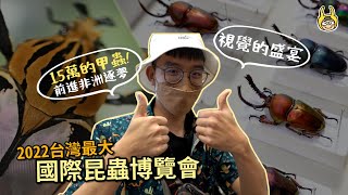 The largest event of insects in Taiwan! (With D. hercules, palette of L. adolphinae and G. cacicus!)