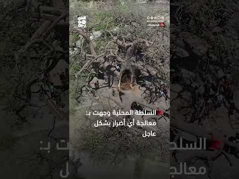 فيديوجراف: شجرة الغريب... محاولات متأخرة للإنقاذ