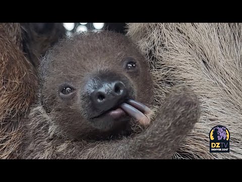 Video: Pet Scoop: Familie sparer slået sloths liv, Lindsey Vonn vil hjælpe navngive hvalp