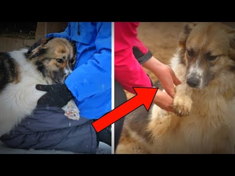 Video: Koiran tarina