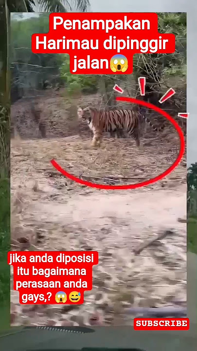 Mengerikan 😱 Detik-detik harimau kembali menampakkan diri #harimau #shrots #animals #tiger