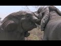 Elephants Fight Over Water | Nature's Great Events | BBC