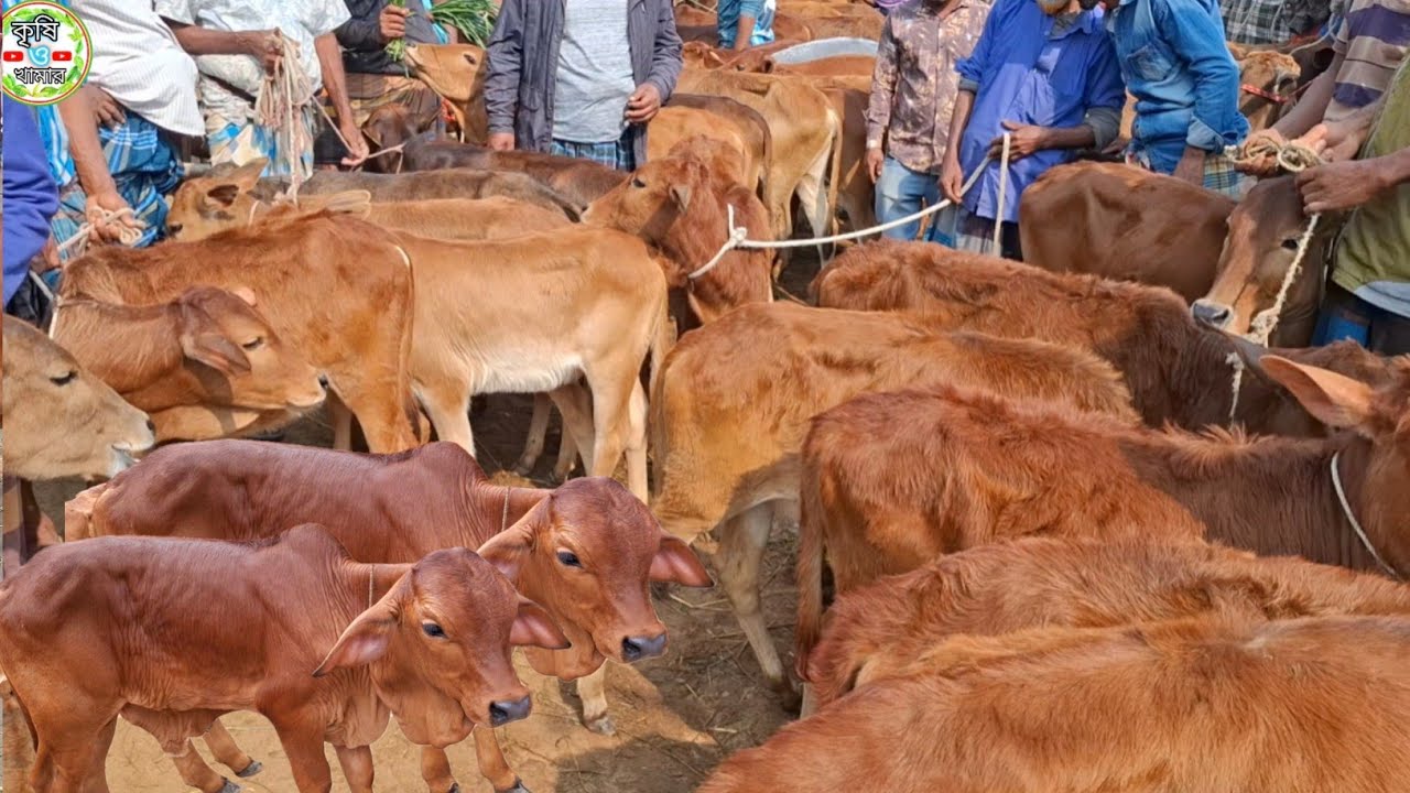 আজ ২৭/২/২৬ | সবচেয়ে ছোট ছোট ষাঁড় ও বকনা বাছুর গরুর দাম জানুন | আমবাড়ী হাট 