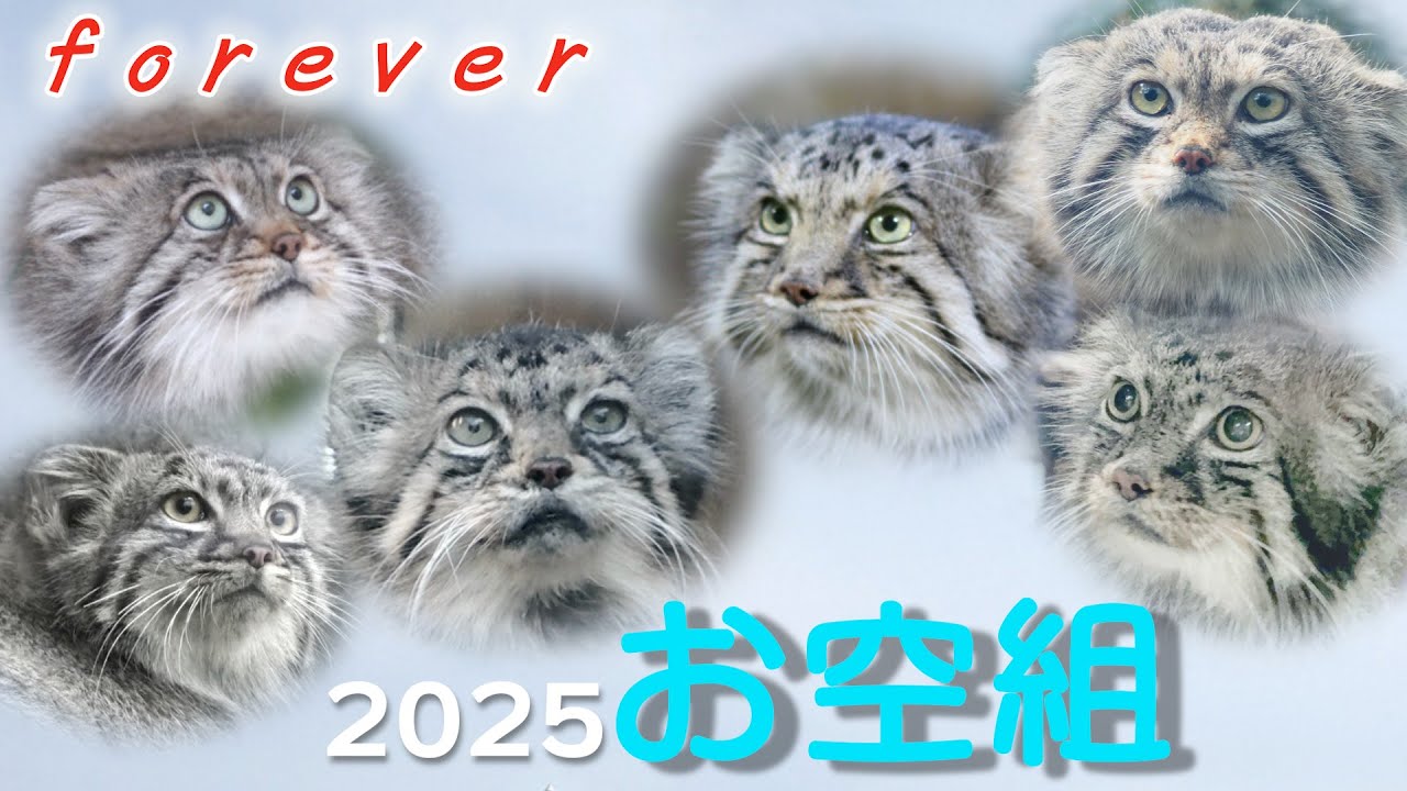 フォーエバー2025お空組🌈