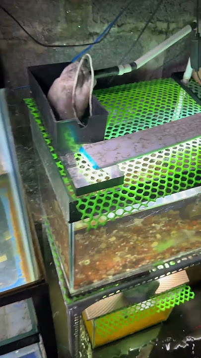 https://vt.tiktok.com/ZSBT3m139/ #cabaymau #guppy #channa #aquarium #caloc #caloccanh #calocvayrong