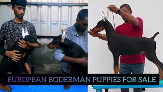 INDIA's ONE OF THE LARGEST EUROPEAN DOBERMAN's PUPPIES FOR SALE| DEVILS DOBERMAN | TAMIL|RAGUL RAM | by Ragul Ram 7,402 views 8 months ago 8 minutes, 29 seconds