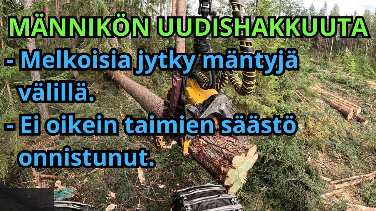 Pitkästä aikaan järeää mänty uudistus hakkuuta. VR80 Ponsse Scorpion K H7 AC FC