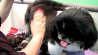 Clipping a Pekingese by DogWhisperer17 93,638 views 12 years ago 4 minutes, 57 seconds