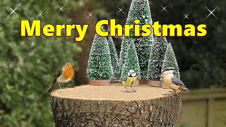 Cat Tv 🎄 A Video For Cats To Watch Merry Christmas