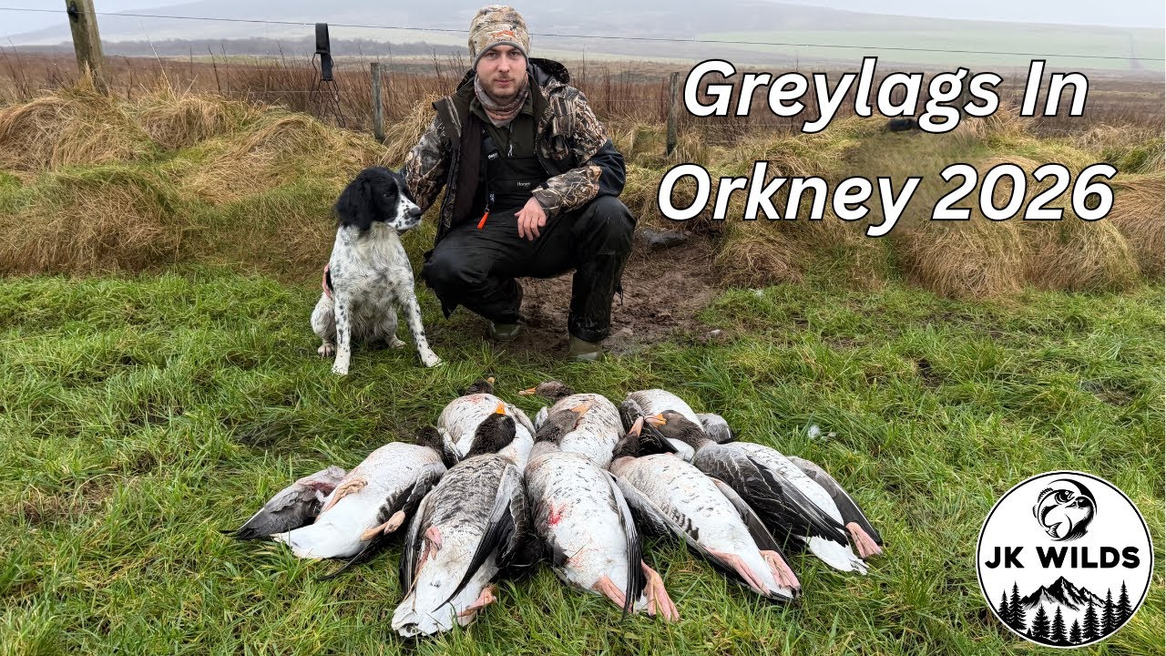 Охота на гусей в Великобритании | Охота на серых гусей на Оркнейских островах