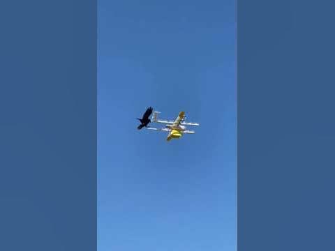 Australian Raven attacks drone delivering coffee in Canberra. - YouTube