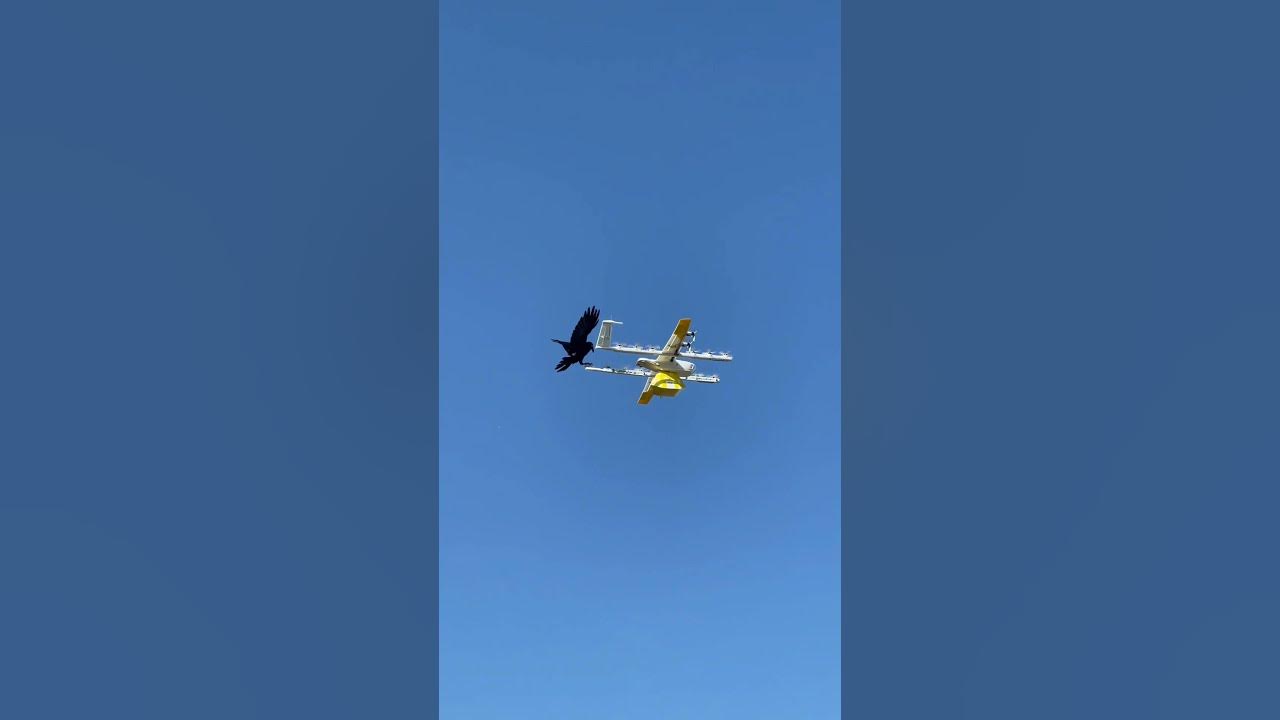 Australian Raven attacks drone delivering coffee in Canberra. - YouTube