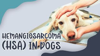 Hemangiosarcoma (HSA) In Dogs