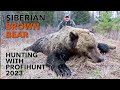 SIBERIAN BROWN BEAR HUNTING WITH PROFIHUNT 2023