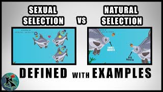 Sexual Selection vs Natural Selection | A Comparison of  | Koaw Nature