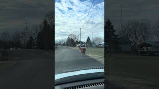 Download Lagu EVEN A COW NEEDS A SOMETIME ALONE 🤣🤣🤣 #countrylife #animals #farm #funnyanimals MP3