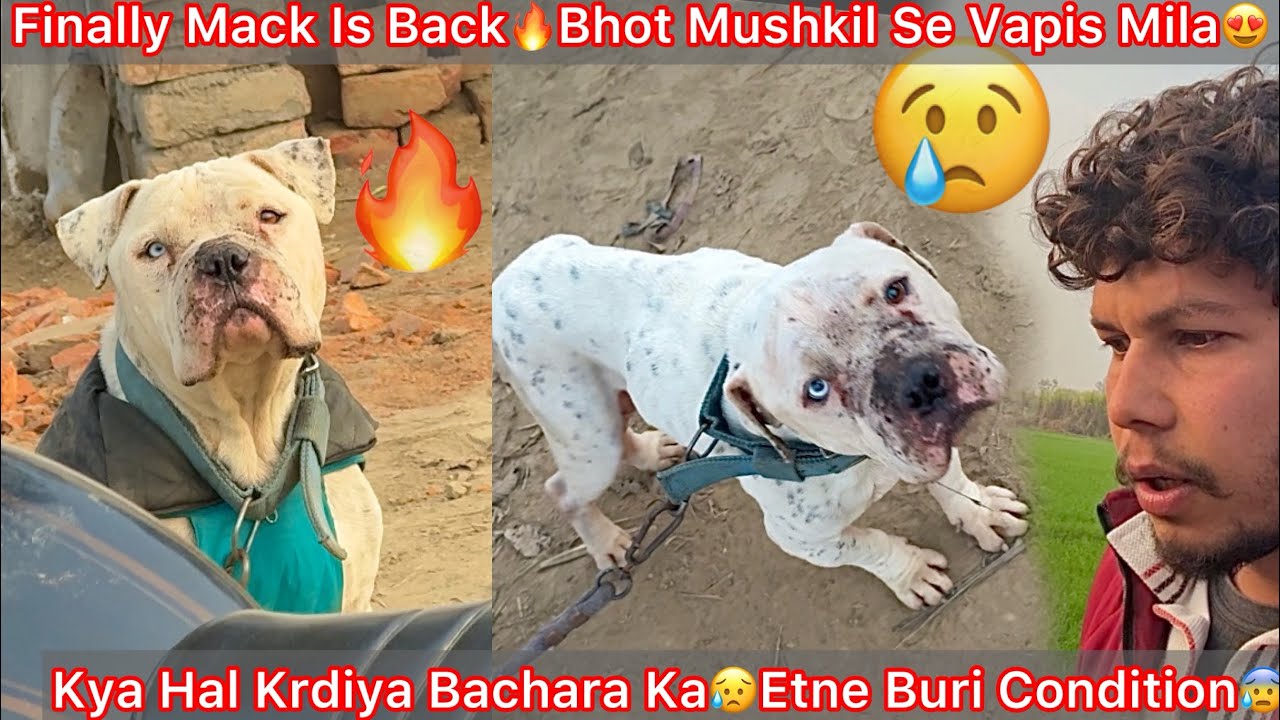 Finally Mack Vapis Mil Gya😍Farm Par Entry Hogye Mack Ki🔥Kya Hal Bna Diya Mack Ka😰Bad Condition😥