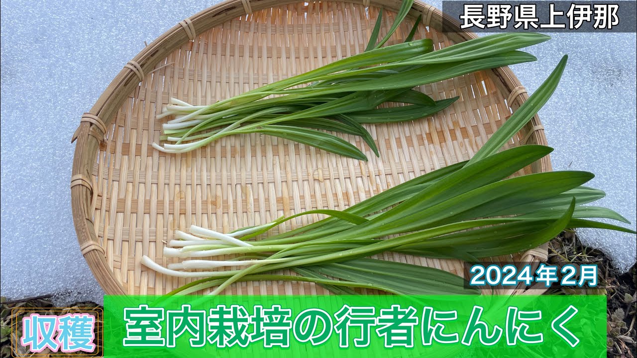 収穫・料理］室内栽培行者にんにくを収穫し料理する！醤油漬け・焼肉