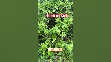 Đất nền giá đầu tư tại TP Mỹ Tho, Tiền Giang #bdstiengiang #datnengiare #tongtuanh