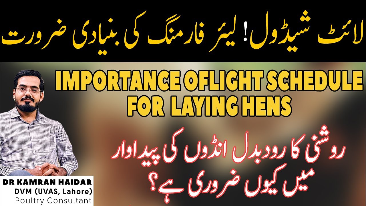 Light Schedule For Veg Stage