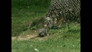 Squirrels brawl