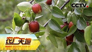 《农广天地》 20180417 酸枣嫁接大枣技术 | CCTV农业