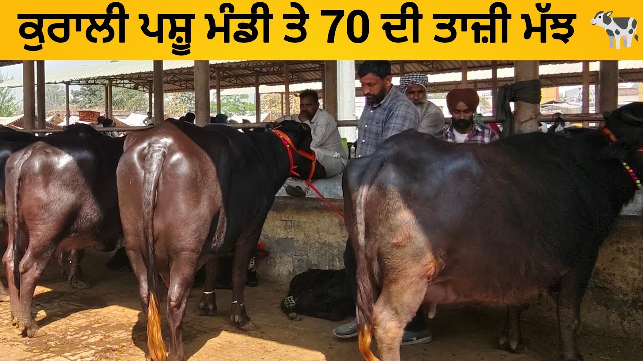 ਕੁਰਾਲੀ ਪਸ਼ੂ ਮੰਡੀ ।। Kurali Pashu mandi today।। #buffalo #cow