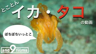 とことんイカ・タコ！【とにかく魚を観る動画】 10分 / Let's watch Squid & Octopus 10min 【4K】