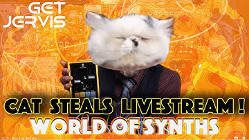 Synth Secrets: A Cat & a Play Fader First look & live Chat On Getjervis