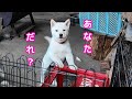 【恐怖の夜鳴き】柴犬？アイヌ犬の子犬がやってきた日。命名おもち♀