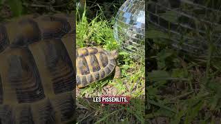 Jules la tortue 🐢 VS la boule disco 🪩 #tortue