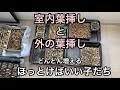 [多肉植物]室内葉挿しと外の葉挿し^_^どんどん増えるほっとけばいい子たち