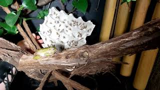 Whites Tree Frog Eating