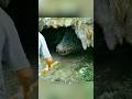 少年と巨大ワニの絆#動物 #映画