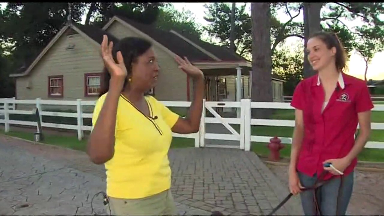 Dog training tips from the experts at Houston Dog Ranch YouTube