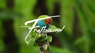 Hillbilly pop - Royalty free