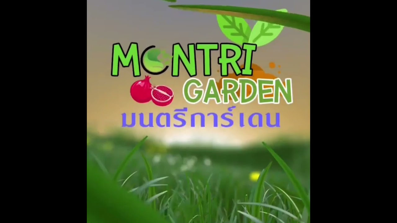 เสียบยอดมะม่วงด้วยเทียนไข