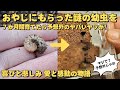おやじにもらった謎の幼虫を７か月間育てたら予想外の昆虫が羽化してビックリ！