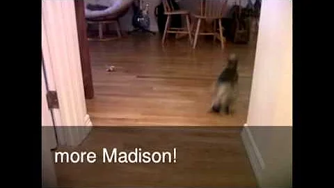 Doggysitting for Madison the doggy!