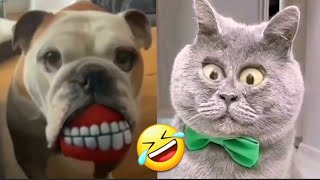 Videos Graciosos 2024 viral risas Perros y Gatos chistosos