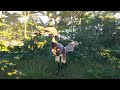 Vida e Morte de Uma Austroraptor (Entomb) | The Isle Evrima (Hordetesting)