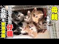 【保護仔猫】母を無くし路上で泣いていた仔猫6匹を保護しました